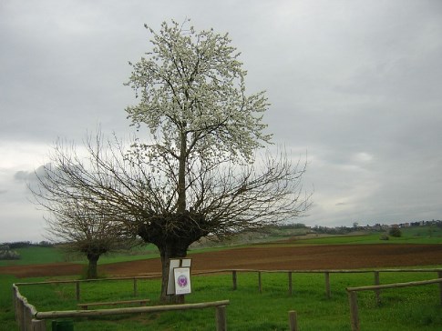 Bialbero_Casorzo_.jpg