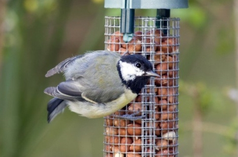 Birdfeeding_welovemercuri.jpg