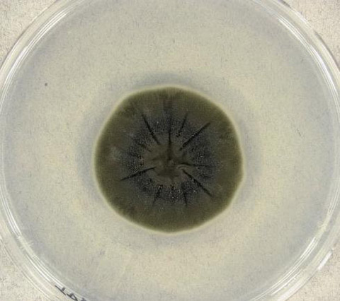 Cladosporium sphaerospermum_fungo_welovemercuri.jpg