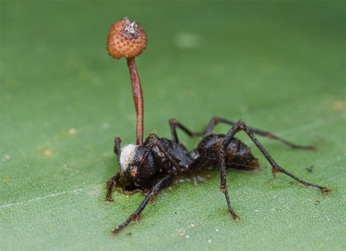 Cordyceps unilateralis_formica Zombie.jpg