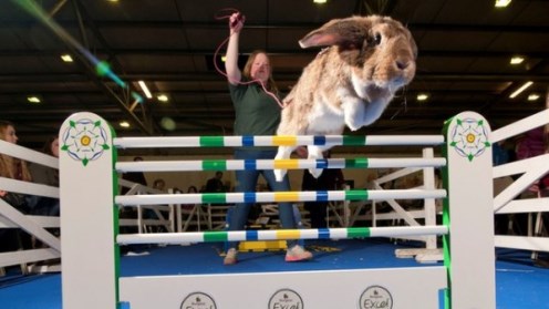 Cute Bunny Jumping Competition.jpg
