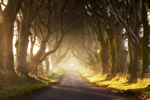 Dark Hedges_ Irlanda_ Nord_Approdo del Re.jpg