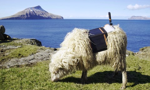 Isole-Faroe-Sheep-View_welovemercuri.jpg