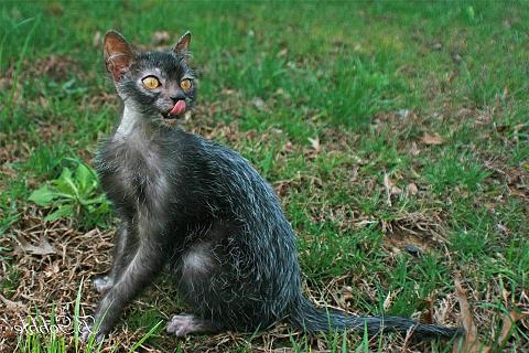 Lykoi-gatto_mannaro_welovemercuri.jpg