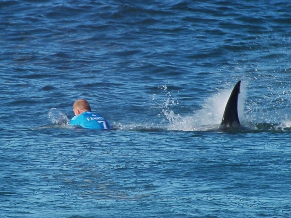 Mick Fanning_attacco_squalo.jpg