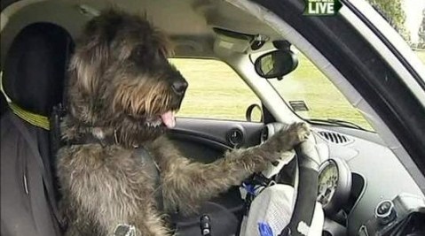 Monty_cane_Nuova Zelanda_auto_welovemercuri.jpg