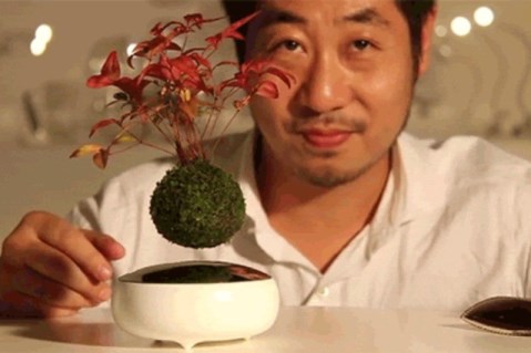 air_bonsai_welovemercuri.jpg