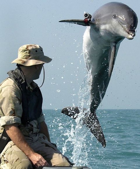 delfini-arruolati_welovemercuri.jpg