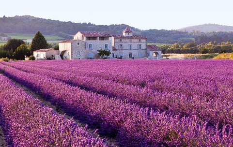 demonte-lavanda-piemonte.jpg