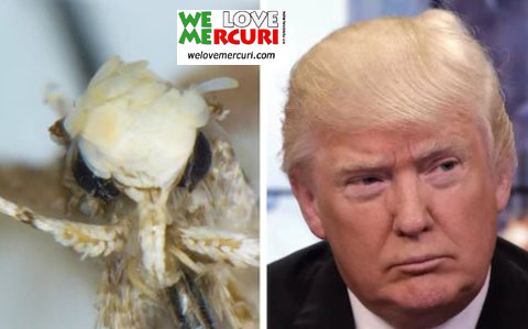 falena Neopalma donaldtrumpi_welovemercuri.jpg