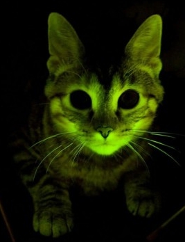 gatto_fluorescente.jpg