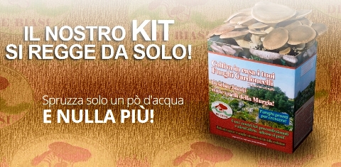 kit_funghi_welovemercuri.jpg