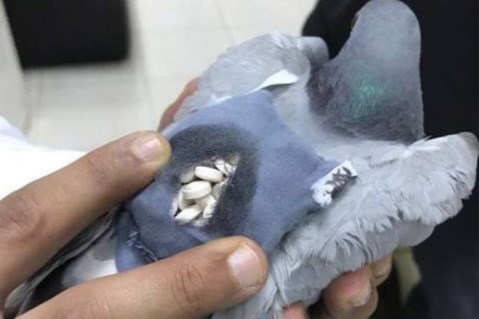 kuwait-cattura-piccione-trasporto-pillole-ketamina-orig_main.jpg