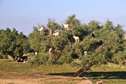 morocco_capre_alberi.jpg