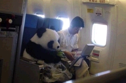 panda_air_china_fake.jpg