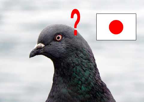 piccione_giapponese.jpg