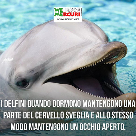 sonno uniemisferico alternato_delfini_welovemercuri.jpg