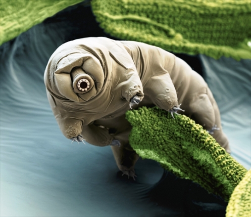 tardigrado_welovemercuri.jpg