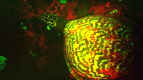 tartaruga fluorescente.jpg