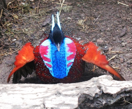 tragopan_satyra.jpg